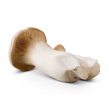 King Trumpet Mushrooms
